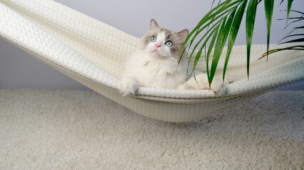 The cat is swinging in a hammock.