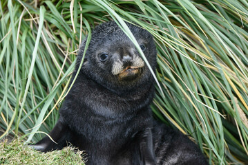 B&eacute;b&eacute; otarie en Georgie du Sud
