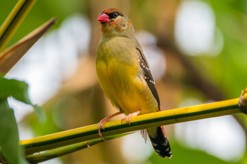 The red avadavat (Amandava amandava), red munia or strawberry finch, is a sparrow-sized bird of the family Estrildidae