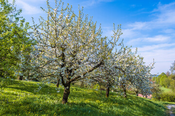 Fototapeta na wymiar Blooming cherry trees under a white and blue sky in Dobenreuth - Germany in the Franconian Switzerland