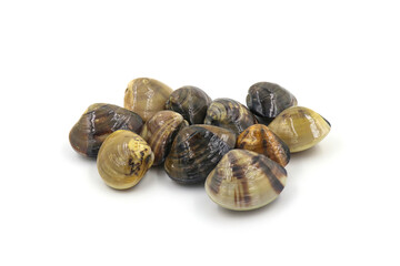 Closed up fresh baby clams, venus shell, shellfish, carpet clams, short necked clams, as raw food from the sea are the seafood ingredients. fresh clams Background. seafood.Isolated on white background