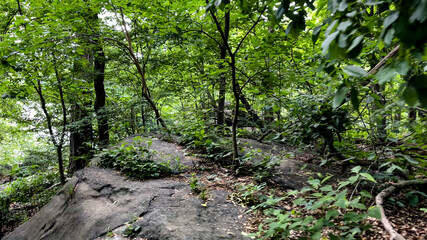 The exuberant vegetation of Central Park is a public urban park located in the metropolitan district of Manhattan, in the city of New York (USA).