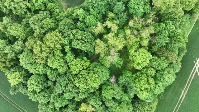 Aerial drone view of heart-shaped  forest surrounded byg reen blooming  field in Poland. Trees of love, Heart made of trees in Skarszyn.
Summer agricultural green fields in the countryside heart shape