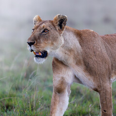 Fototapeta premium Lioness stares intensely into the distance in the Masai Mara, Kenya