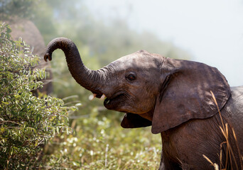 Adorable baby African Elephant in the Kruger National Park