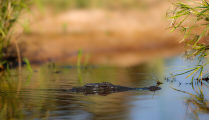 Obraz premium Alligator basking in shallow water
