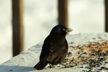 This beautiful grackle came out to the table for some birdseed. The black feathers shine in the light. The yellow eyes seem to glow. White snow is all around this pretty bird. 