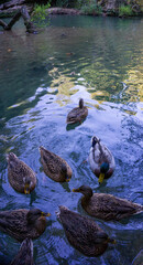 Ducks swimming in kurşunlu waterfall. Antalya Province 
