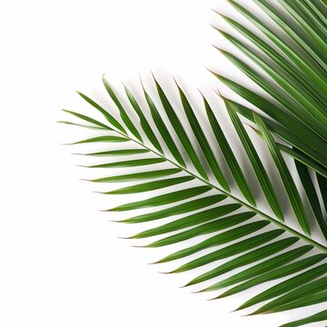 green tropical branch palm leaf with shadow on transparent background
