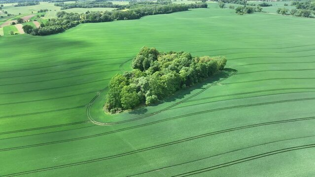 Aerial drone view of heart-shaped  forest surrounded byg reen blooming  field in Poland. Trees of love, Heart made of trees in Skarszyn.
Summer agricultural green fields in the countryside heart shape