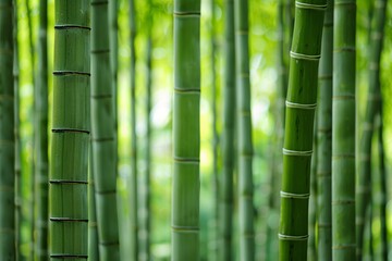 a group of bamboo trees