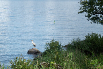 琵琶湖のアオサギ　滋賀県近江八幡市