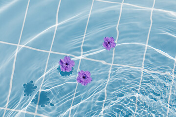 Purple flowers of hibiscus on a clear blue water surface. Ripple wave, splashes and drops in swimming pool. Summer mood, vacation, relax and beauty concept background.