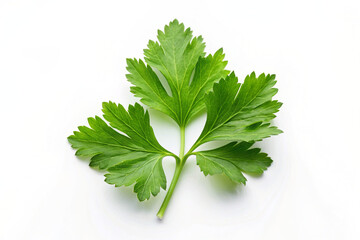 parsley Isolated on white background 