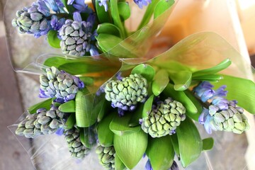 Blaue Hyazinthen in durchsichtiger Folie auf einem Markt. Frühblüher, Zwiebelgewächs....