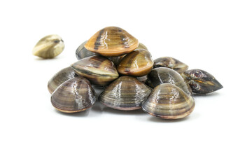 Closed up fresh baby clams, venus shell, shellfish, carpet clams, short necked clams, as raw food from the sea are the seafood ingredients. fresh clams isolated on white background.
