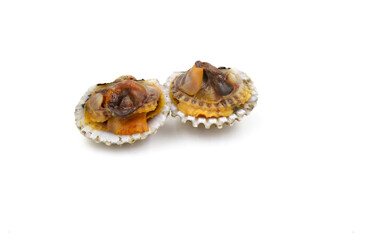 sea shell isolated on white