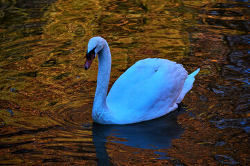 cisne blanco nadando en la naturaleza © Fran.M.A