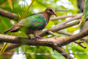 The emerald dove or common emerald dove (Chalcophaps indica), also called Asian emerald dove and grey-capped emerald dove
