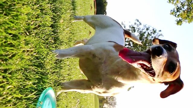 active exited dog brings fetch a toy. Jack Russell terrier stands on the grass with its mouth open and its tongue out, breathing heavily after active running. rest break. Vertical video footage 