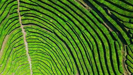 Green tea plantation rows aerial view. Stunning geometric pattern drone shot.