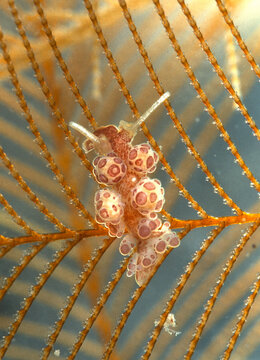 Sea slug, Nudibranch. Doto floridicola. Alghero. Sardinia. Italy. 