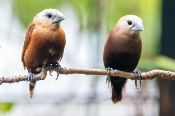 The white-headed munia (Lonchura maja) is a species of estrildid finch found in Teladan, Malaysia, Singapore, Thailand and Vietnam
