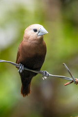 The white-headed munia (Lonchura maja) is a species of estrildid finch found in Teladan, Malaysia, Singapore, Thailand and Vietnam