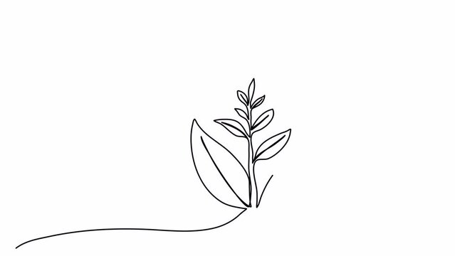 Sprout, one line drawing animation. Video clip with alpha channel.