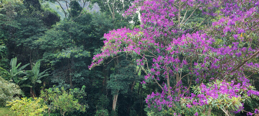 forest farm park garden nature mountain hill stone rock trees flowers pink magenta hummingbird...