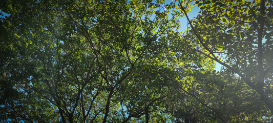 forest farm park garden nature mountain hill stone rock trees flowers pink magenta hummingbird fruit papaya food bird roof foliage leaves trunks blue sky cloud cloudy