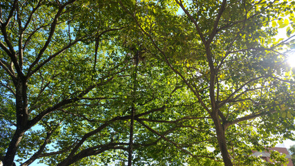 forest farm park garden nature mountain hill stone rock trees flowers pink magenta hummingbird fruit papaya food bird roof foliage leaves trunks blue sky cloud cloudy