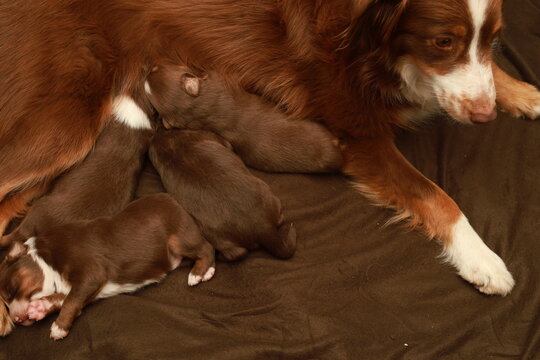 A mother dog is laying on a bed with her puppies