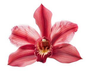 Fototapeta na wymiar Vibrant pink orchid with detailed patterns on transparent background - stock png.