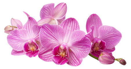 Cluster of pink orchids on transparent background - stock png.