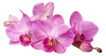 Zelfklevend Fotobehang Cluster of pink orchids on transparent background - stock png. © BraveSpirit