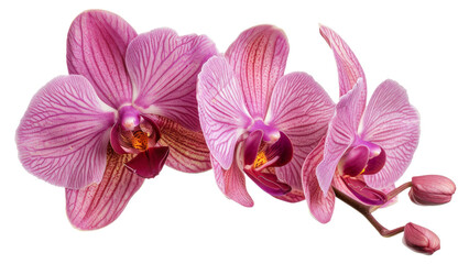 Naklejka na ściany i meble Cluster of pink orchids on transparent background - stock png.