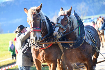 Obraz premium Bloch pulling with horses, deep digging