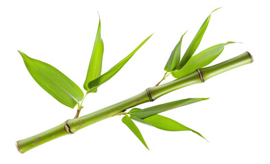Green bamboo branch with leaves on transparent background - stock png.