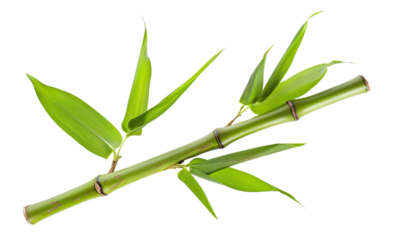 Green bamboo branch with leaves on transparent background - stock png.