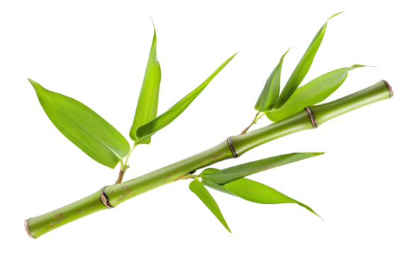 Green bamboo branch with leaves on transparent background - stock png.