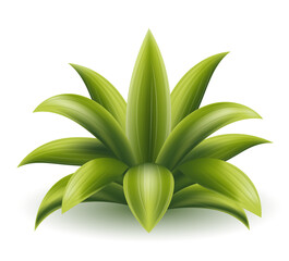 tropical green palm bush vector illustration