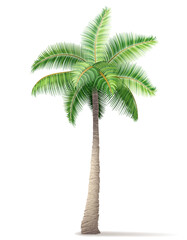 Fototapeta premium tropical palm tree with green foliage vector illustration