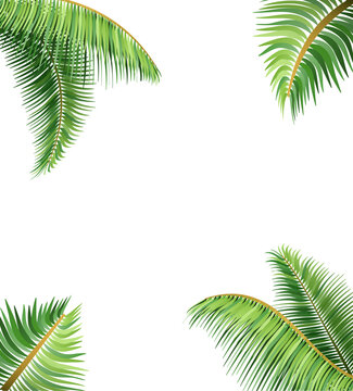 green leaves of tropical palm tree vector illustration