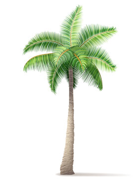 tropical palm tree with green foliage vector illustration