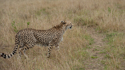 cheetah  in the vast wilderness of Africa © Herbert