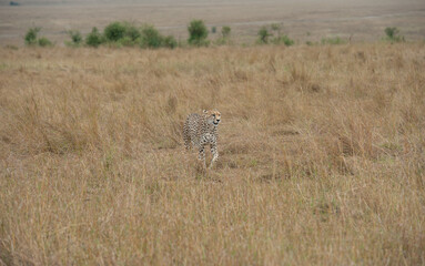 cheetah  in the vast wilderness of Africa © Herbert
