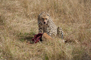 cheetah  in the vast wilderness of Africa © Herbert