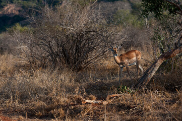 Antelope in the savannah of Africa