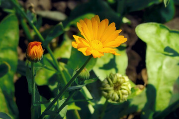 calendula flower growing on a bed in a flower garden